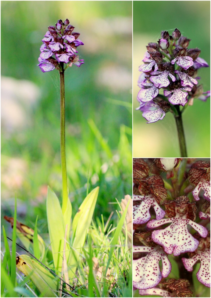 La Valle delle orchidee, Sassano e Monte San Giacomo 9 e 10 maggio 2015